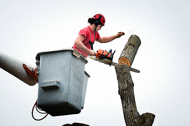 Best Tree Mulching  in Dakota City, NE